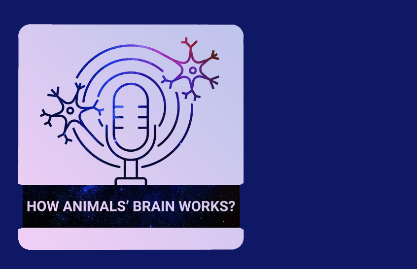 Podcast 