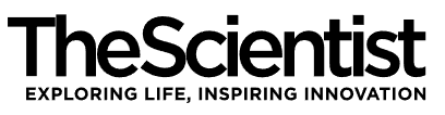 Neuroni specchio: dalla scoperta ai meccanismi dell'interazione sociale, su The Scientist
